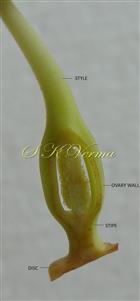  Ovary V.S.